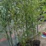 Bamboos plants.  delivery available Image 6