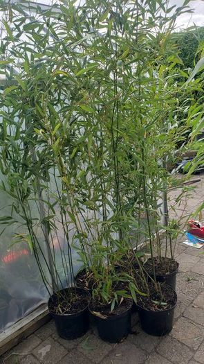 Bamboos plants for Evergreen Privacy hedge.
