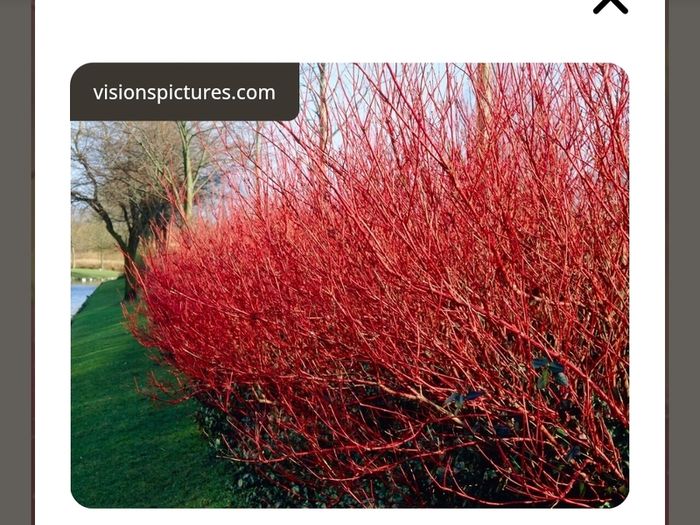Cornus Alba Sibirica Dogwood plants