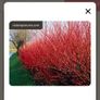 Cornus Alba Sibirica Dogwood plants Image 5