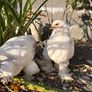 Brahma chicks Image 2