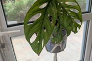Beautiful hanging plant including pot and hanging basket