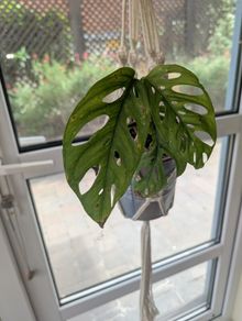 Beautiful hanging plant including pot and hanging basket