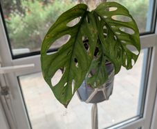 Beautiful hanging plant including pot and hanging basket