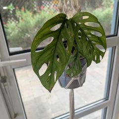 Beautiful hanging plant including pot and hanging basket