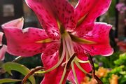 Lily Miss Feya Bulbs