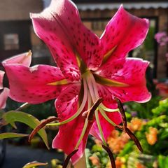 Lily Miss Feya Bulbs