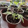 tomato plant Image 4