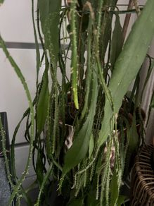 plant