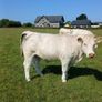 Pbr ch hefers with certs Image 8