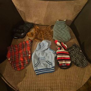 small dog clothes