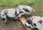 Pigs
