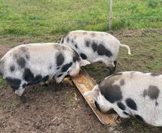 Pigs