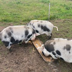 Pigs