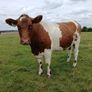 In calf Limousin heifers Image 10