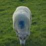 Texel and Charloais Rams Image 8