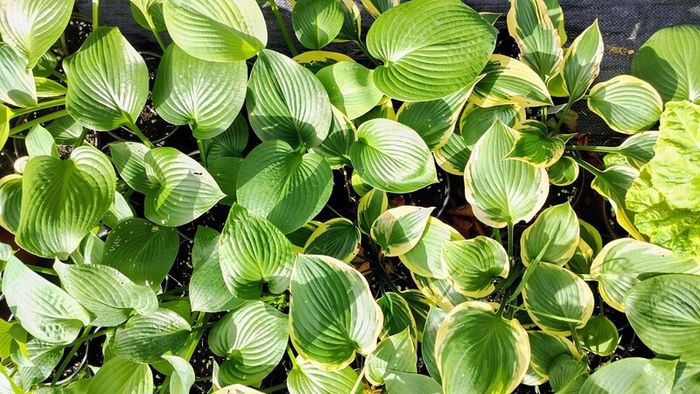 Hostas