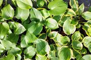 Hostas