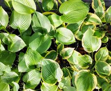 Hostas