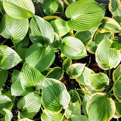 Hostas