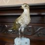 Vintage Taxidermy European Golden Plover Image 2