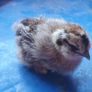 chicks and ducklings Image 5