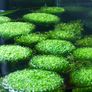 Riccia Fluitans, postage available Image 2