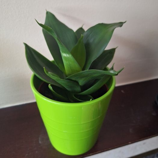 Sansevieria Hahnii Snake Plant in Bright Green Pot