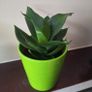 Sansevieria Hahnii Snake Plant in Bright Green Pot Image 6