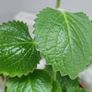 Cuban Oregano Plant with ceramic pot Image 2
