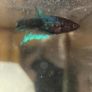 fish tank Image 4
