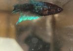 Female Betta Fish