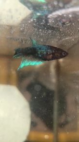 Female Betta Fish