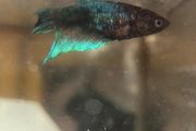 Female Betta Fish