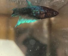 Female Betta Fish