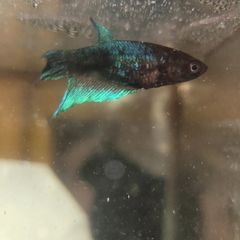 Female Betta Fish