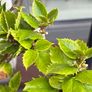 Holly plant - Blue Prince Image 3