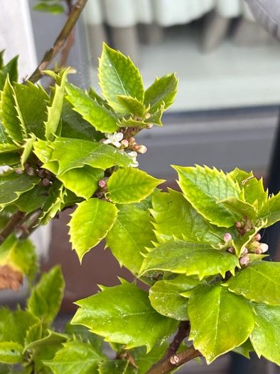 Holly plant - Blue Prince