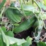 Short Cucumber/ Gherkin "RODNICIOK NATURE H" Seeds Image 4