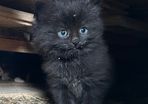 Free Kitten