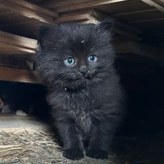 Free Kitten