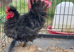 FREE - Silkie Rooster