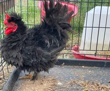 FREE - Silkie Rooster