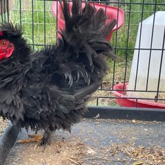 FREE - Silkie Rooster