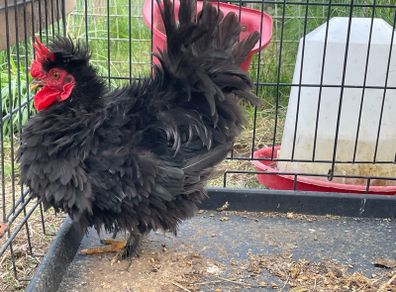 FREE - Silkie Rooster