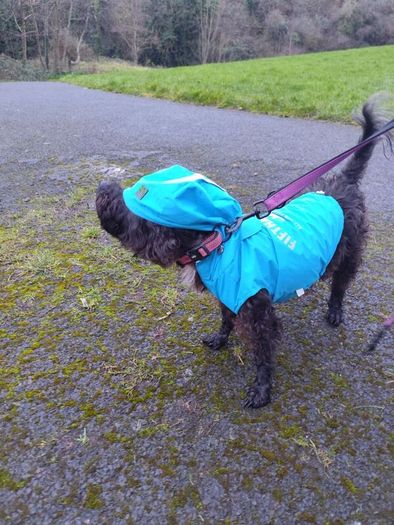 Waterproof Dog Coat Designer!