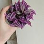 Tradescantia Pink Paradise plant Image 3