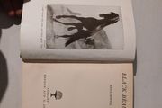 Black Beauty by Anna Sewell