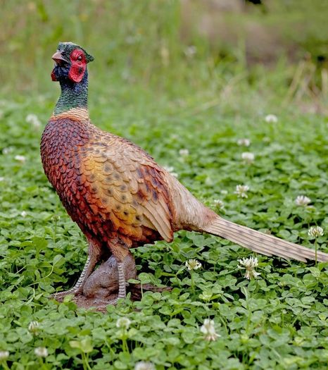 Standing Pheasant Sculpture