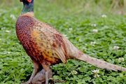 Standing Pheasant Sculpture
